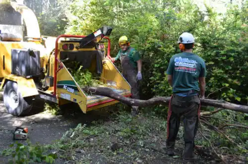 tree services Val Verde